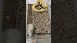 Albino Western Diamondback Rattlesnake Feeding Crotalus Atrox