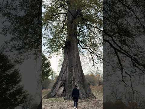 بلندترین درخت بلوط دنیا کاملش رو تو کانالم ببین