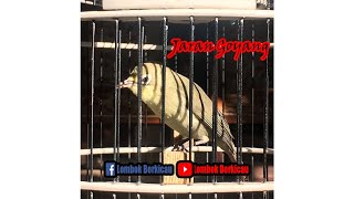 MASTER CIAK JOSS KECIAL KUNING ALA JARAN GOYANG