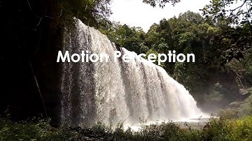 06. Motion Perception