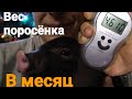 Вес месячного поросёнка. Каким должен быть поросенок в месячном возрасте.