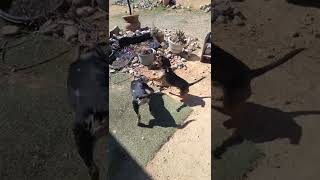 Ruby And Ghost Playing