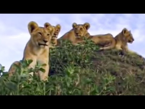 Video: Lion Cub Bị Cha Mẹ Bỏ Rơi, được Sheepdog Mom Nhận Về