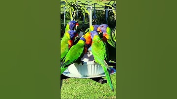 #australian Lorikeet #birds Feeder Camera.