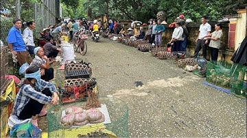 🔴 Trực tiếp: Chợ phiên Bắc Hà - Ngày 18/05/2025 - Mưa tầm tã - Đồ rừng & dược liệu vẫn bán la liệt