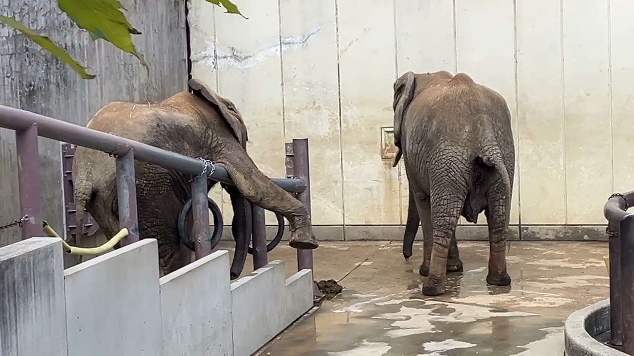 とべ動物園アフリカゾウ　2025/12/14