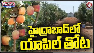 Apple Crop In Pulimamidi | Rangareddy | V6 Weekend Teenmaar