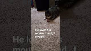 Love at first sight #80smusic #cat #yoshi #love #yoshi