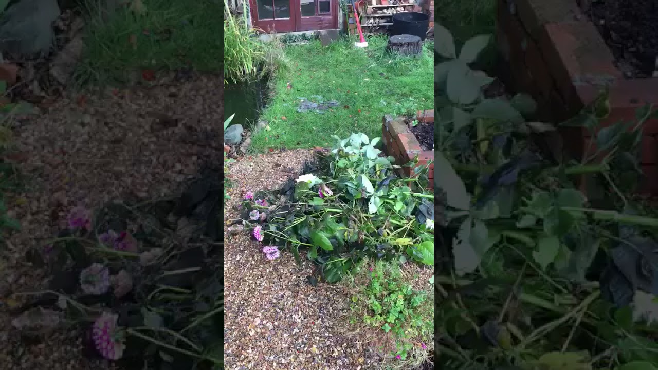 Cutting back Dahlia for winter in the south of the UK YouTube