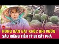 Hình ảnh người phụ nữ khóc tức tưởi chỉ vì kẻ xấu phá hoại cắt phá gần 1.500 quả sầu riêng non