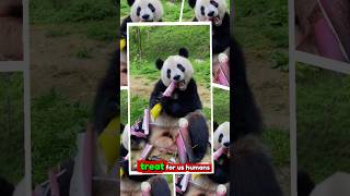 Why You Cant Eat Raw Bamboo Shoots