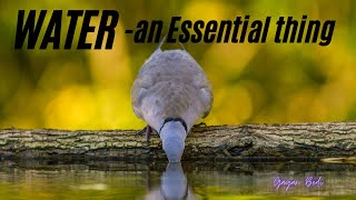 Birds drinking water #drinkingwater #birds @naturallywild