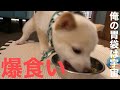 豆柴の赤ちゃんがごはんを食べる動画　shibainu  time to eat