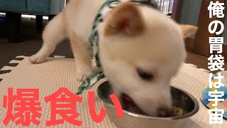 豆柴の赤ちゃんがごはんを食べる動画　shibainu  time to eat