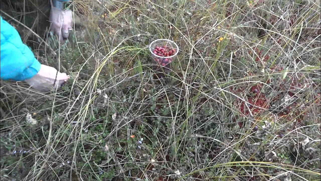 Море клюквы. Сбор клюквы в беларуси. Когалым ягоды. Клюква мелкоплодная. Клюква.