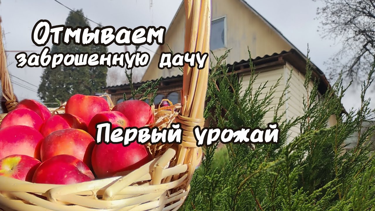 Первый урожай с заброшенной дачи. Симпатичные находки. Первый декор для дачки.