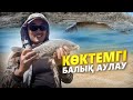 КӨКТЕМГІ БАЛЫҚ АУЛАУ. САЗАН БАЛЫҒЫН АУЛАУ. ( ҚЫЗЫЛОРДА ОБЛЫСЫ )