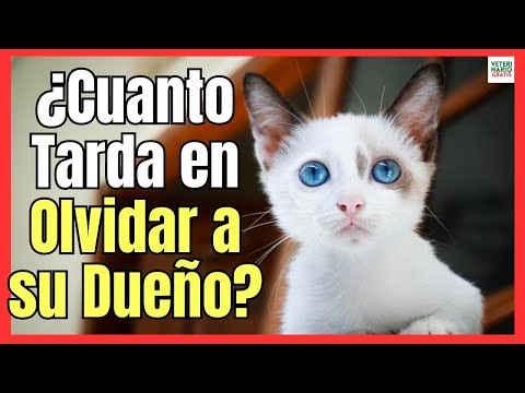 Video: Los legisladores de New Hampshire deciden si se pueden adoptar gatos con FIV