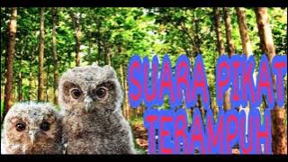 SUARA PIKAT BURUNG KECIL KETAKUTAN SANGAT AMPUH