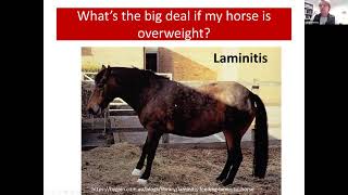 Equine metabolic syndrome and laminitis - Cornell Vet Equine Seminar Series, February 2021