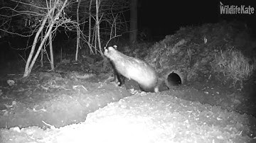 Badger sniffing round sett, then in and out again 16th Feb