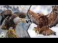 BALD EAGLE VS GOLDEN EAGLE - Which is more powerfull?
