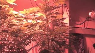Grow off week 4