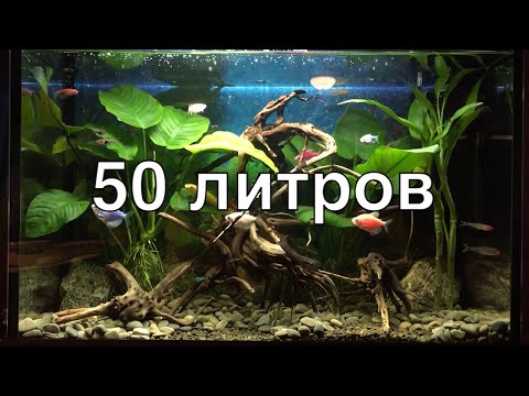 Видео: 50 литров с корягой и растениями