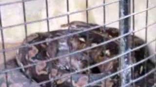 Prony- Bohol's Largest Python in Captivity
