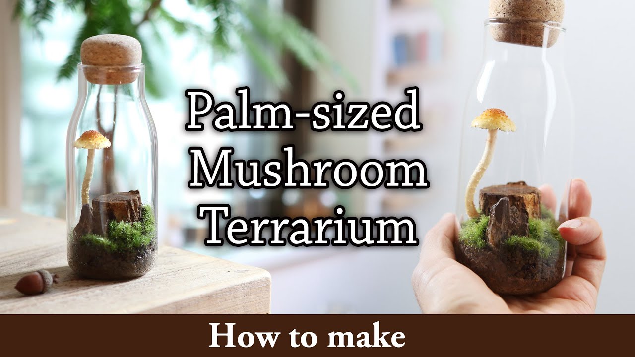 Make a Tiny Mushroom Terrarium