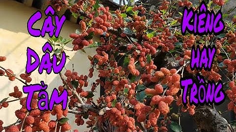 Có nên trồng cây DÂU TẰM trước nhà hay không? Cùng phân tích trên mọi góc nhìn | Cây Dâu Tằm Bonsai