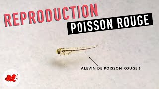 Reproduction Poisson rouge
