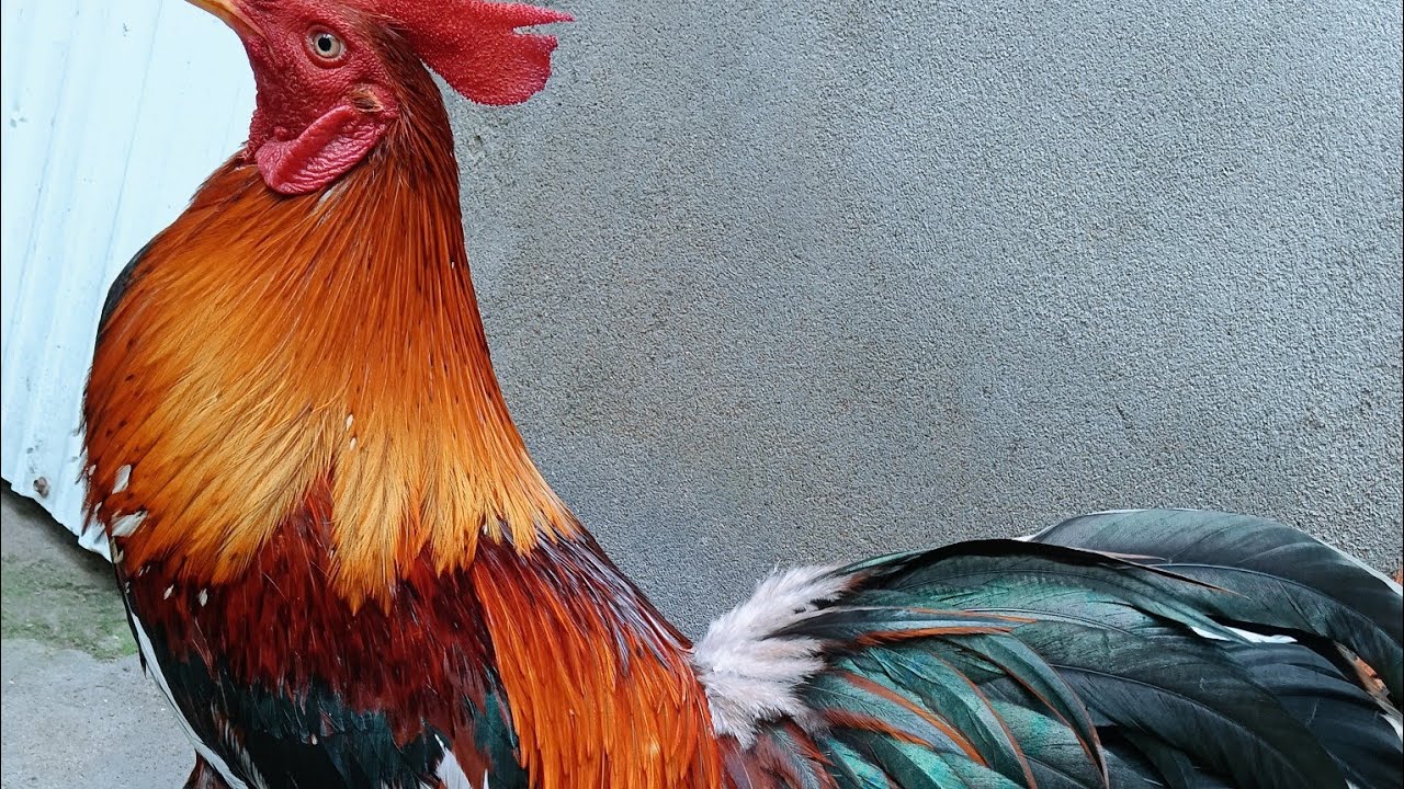 1/3.. tóp 6 em từ 2kg5.. tới 3kg5..zl..0339397139