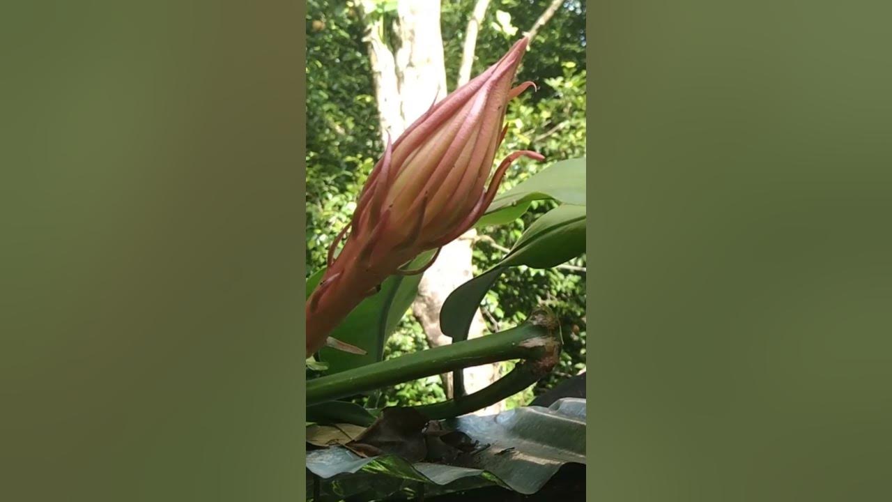 Lotus Kadupul Plant (Epiphyllum oxypetalum) The Most Expensive Flower
