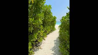 Beach Saii lagoon maldives curio collection by hilton 5