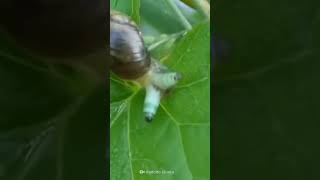 These Worms Turn Snails Into Disco Zombies