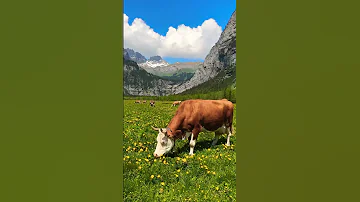 Happy Swiss Cows Switzerland Nature Travel Spring Youtubeshorts Cows Shortsvideo 