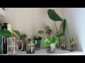 Mis plantas en agua | Reciclar envases || Orden, papel y tijera