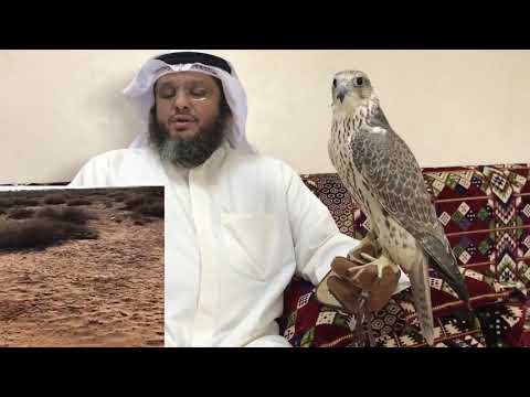 قصيده للشاعر مشعل الحبيني هجينه
