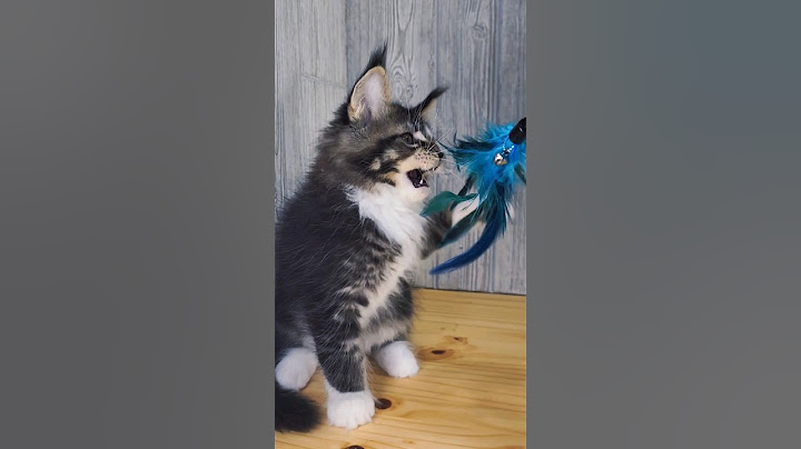 Watch the video about Maine coon kitten playing with a feather wand. #mainecoon #mainecooncat