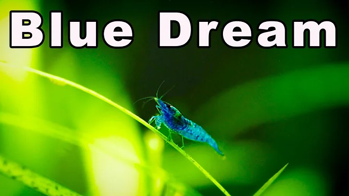 Discover the Beauty of Blue Dream Shrimp: The Perfect Addition to Your Aquarium