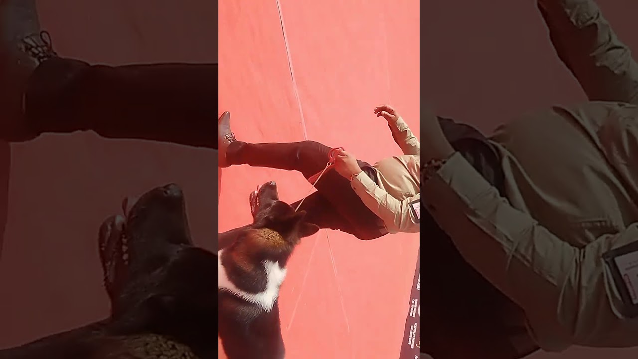 Jaipur dog show 2026 india dog German Shepherd rott Whiealer dog American akita dog breed india