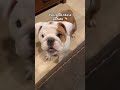 U r bad 😂😂😂#doglover #dog #funnyanimals #angrydog