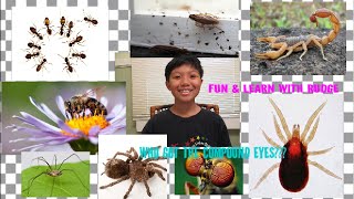 THE DIFFERENCE BETWEEN INSECTS AND ARACHNIDS
