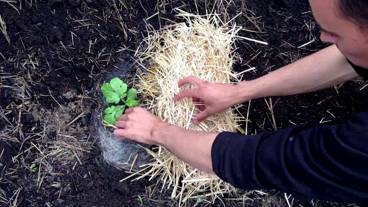 Секреты высадки арбузов / Выращивание арбузов / Как правильно высадить арбуз