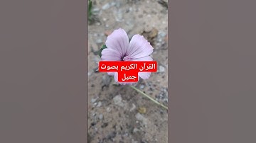 القرآن الكريم بصوت جميل #قرآن #اكسبلور #quran #تيك_توك #القرآن_الكريم #لايك #راحة_نفسية #ترند