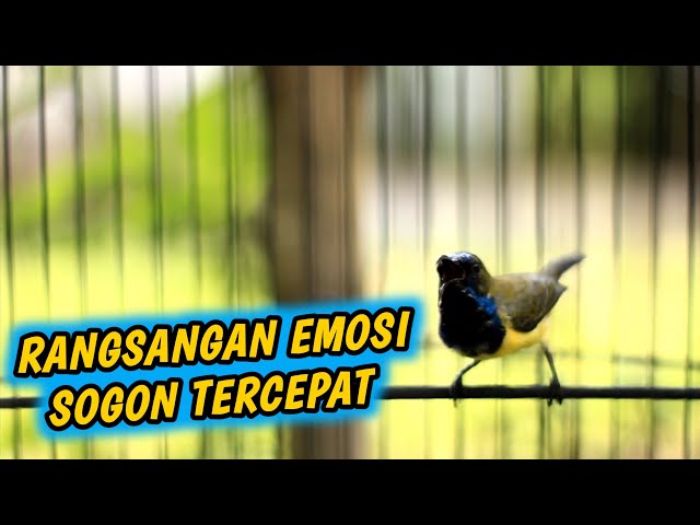 PANGGILAN SOGON GACOR PENJEBOL EMOSI LAWAN‼️HANYA 1 MENIT LANGSUNG BIKIN GACOR !! class=