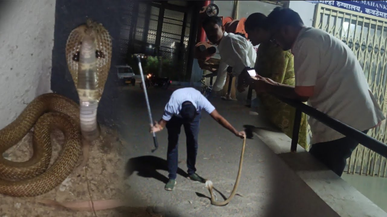 कवठे महांकाळ मधील सरकारी हॉस्पिटल मध्ये भला मोठा नाग सगळीकडे भीतीचे वातावरण 😱