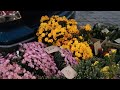 Перший раз виїхали на базар.Хризантеми.
