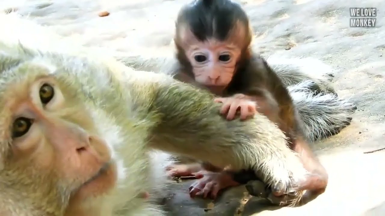 Monkey Queen Tara Help to Pr@tect  Monkey Britny Instead  of Mom Brinn